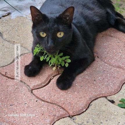 Foto 1/1 MOCCA Chat perdido en Cormeilles en parisis