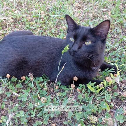 Foto 1/1 Bagherra Chat perdido en L isle d abeau