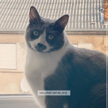 Foto 1/1 Pumba Chat perdido en Fameck