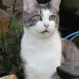 Foto del gato perdido en Rennes