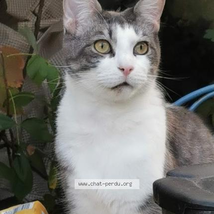 Foto 1/1 cravate Chat perdido en Rennes