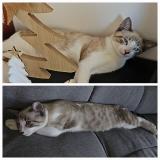 Foto del gato perdido en Saint Barthelemy