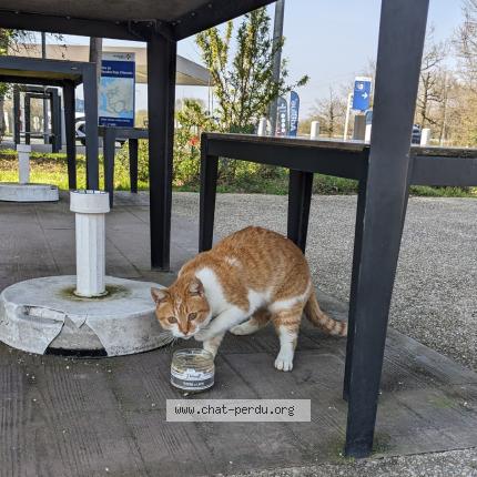 Foto 1/1 Gato encontrado Encontrado en L oceane