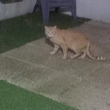 Foto de gato encontrado en Marcoussis