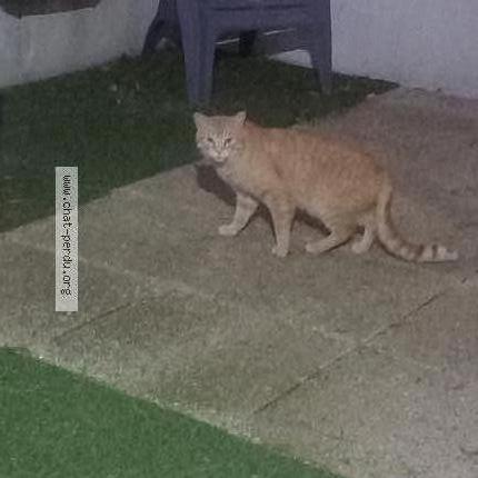 Foto 1/1 Gato encontrado Encontrado en Marcoussis