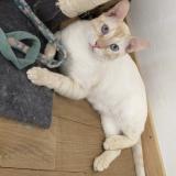 Foto del gato perdido en Saint Avit