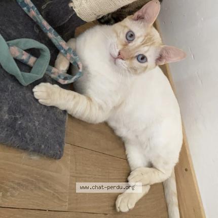 Foto 1/1 Taïju Chat perdido en Saint avit