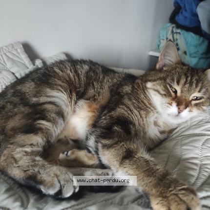 Foto 1/1 Clochette Chat perdido en Vouneuil sous biard