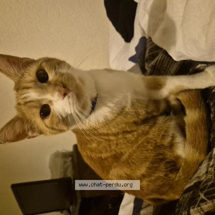 Foto 1/1 Gato encontrado Encontrado en Sion