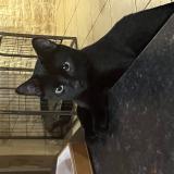 Foto del gato perdido en Andilly