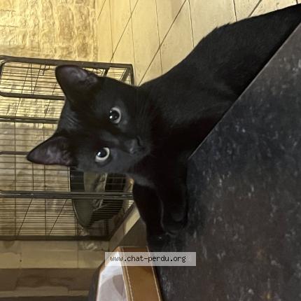 Foto 1/1 Ozzy Chat perdido en Andilly