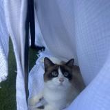 Foto del gato perdido en Saint Barthelemy