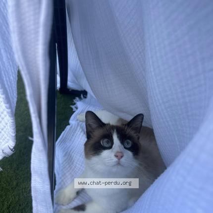 Foto 1/2 Vaiana Chat perdido en Saint barthelemy