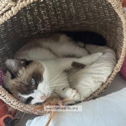 Foto 2/2 Vaiana Chat perdido en Saint barthelemy