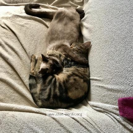 Foto 1/1 Lilou Chat perdido en Champagne au mont d or