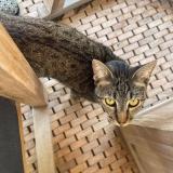 Foto del gato perdido en Saint Barthelemy