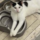 Foto del gato perdido en Saint Barthelemy