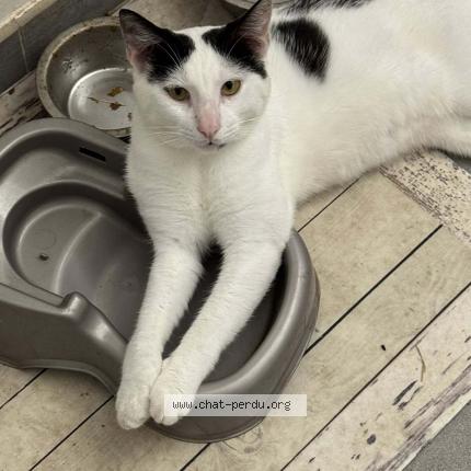 Foto 1/1 Caviar Chat perdido en Saint barthelemy