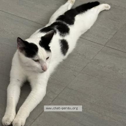 Foto 2/3 Caviar Chat perdido en Saint barthelemy