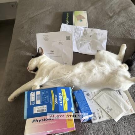 Foto 3/3 Caviar Chat perdido en Saint barthelemy