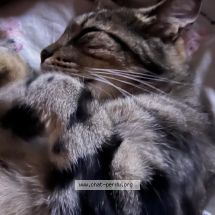 Foto 1/1 Nao Chat perdido en Boran sur oise