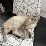 Foto del gato perdido en Saint Brieuc