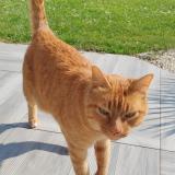 Foto de gato encontrado en Guerville