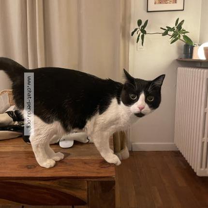 Foto 1/1 Gato encontrado Encontrado en Annecy