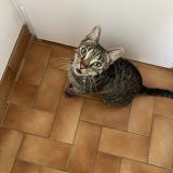 Foto del gato perdido en Sannois