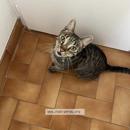 Foto 1/1 Phinneas Chat perdido en Sannois