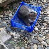 Foto del gato perdido en Puybegon