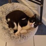 Foto del gato perdido en Saint Barthelemy