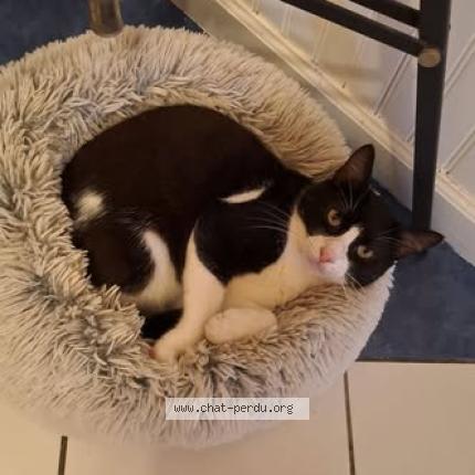 Foto 1/1 Baba Cool Chat perdido en Saint barthelemy