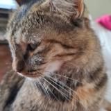 Foto del gato perdido en Saint Barthelemy