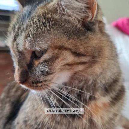 Foto 1/1 Inconnu - Chat perdido en Saint barthelemy