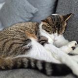 Foto del gato perdido en Rhode Saint Genese