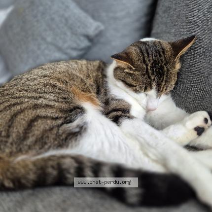 Foto 1/1 Zeus Chat perdido en Rhode saint genese