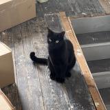 Foto del gato perdido en Amiens