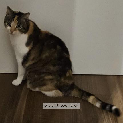 Foto 1/2 Fidji Chat perdido en Esch sur alzette