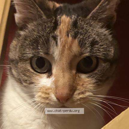 Foto 2/2 Fidji Chat perdido en Esch sur alzette