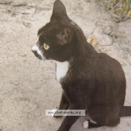 Foto 1/2 Gato encontrado Encontrado en Saint barthelemy