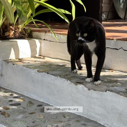 Foto 2/2 Gato encontrado Encontrado en Saint barthelemy
