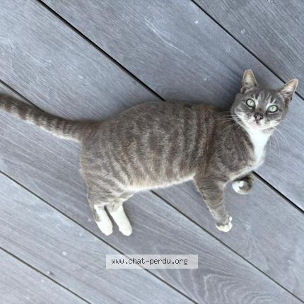 Foto 1/2 Gato encontrado Encontrado en Saint barthelemy