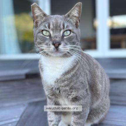 Foto 2/2 Gato encontrado Encontrado en Saint barthelemy