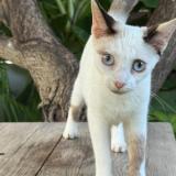 Foto del gato perdido en Saint Barthelemy