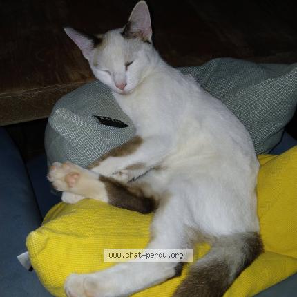 Foto 3/5 Klo&eacute; Chat perdido en Saint barthelemy