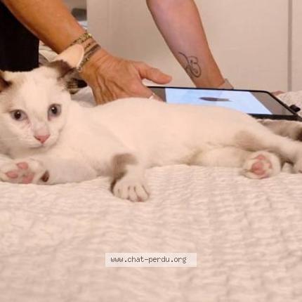 Foto 4/5 Klo&eacute; Chat perdido en Saint barthelemy