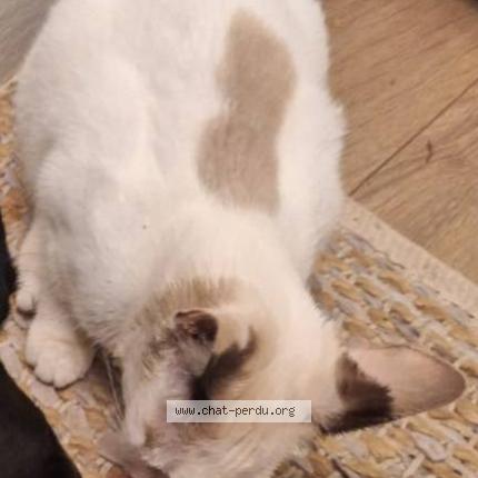 Foto 5/5 Klo&eacute; Chat perdido en Saint barthelemy