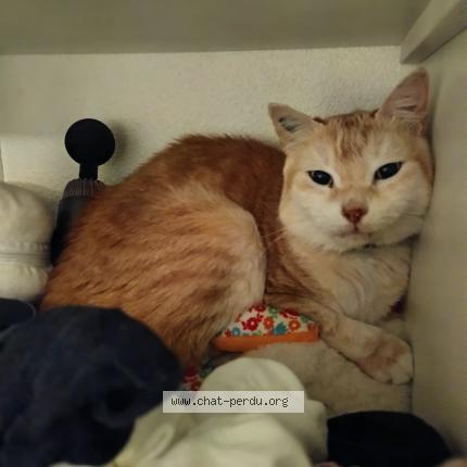 Foto 1/1 Minette dit Deesse Chat perdido en Torreilles