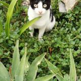 Foto del gato perdido en Saint Barthelemy